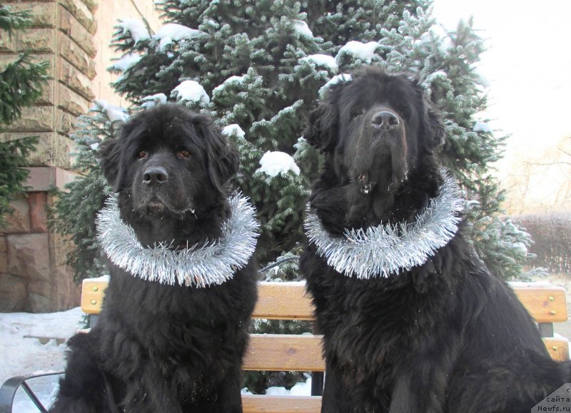 Фотография № 142357