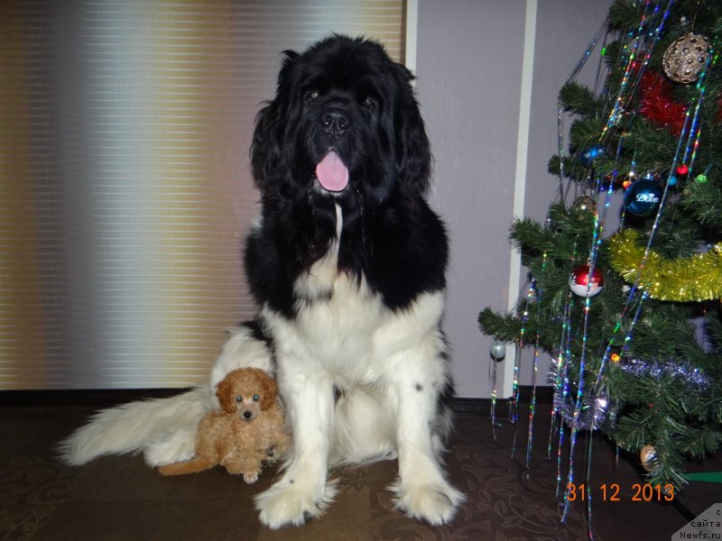 Фото: ньюфаундленд Фиаметтахауз Претти Дрим