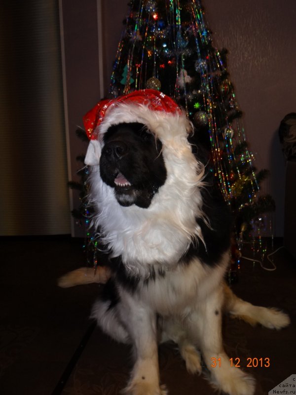 Фото: ньюфаундленд Фиаметтахауз Претти Дрим