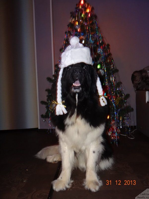 Фото: ньюфаундленд Фиаметтахауз Претти Дрим