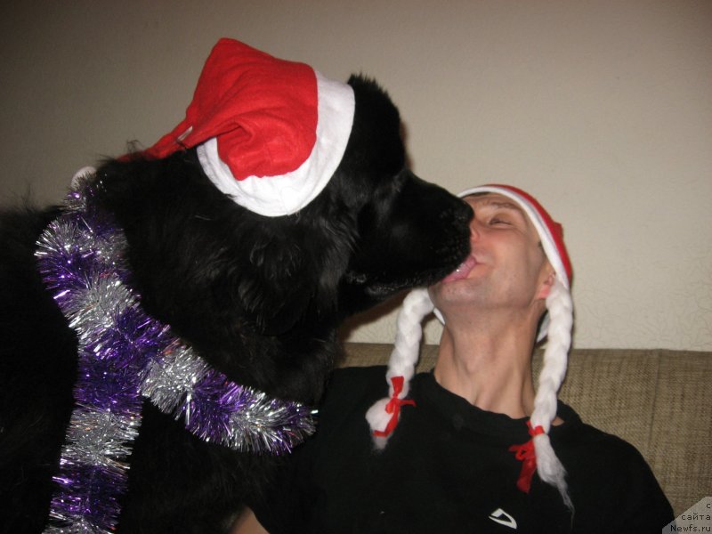 Фото: ньюфаундленд Ньюфорт Холд Ми Клоуз