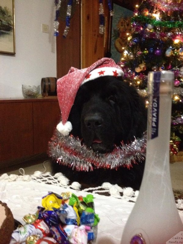 Фото: ньюфаундленд Питерньюф Чао-Какао