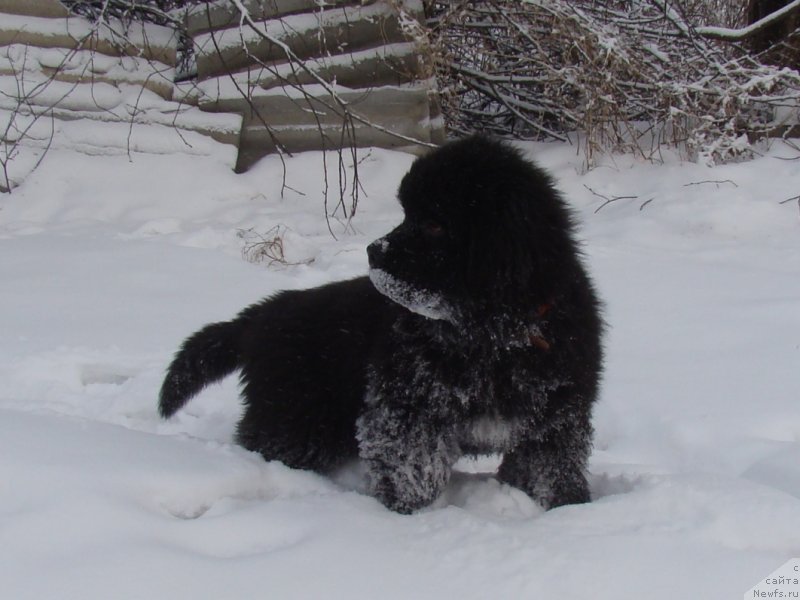 Фото: Real Masterpiece Midnight Bear