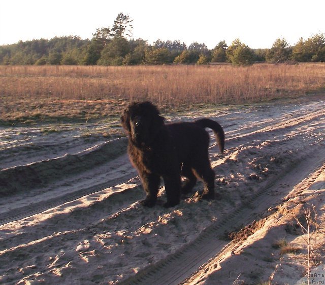 Фото: ньюфаундленд Супер Премиум Овертакинг ис Форбидден