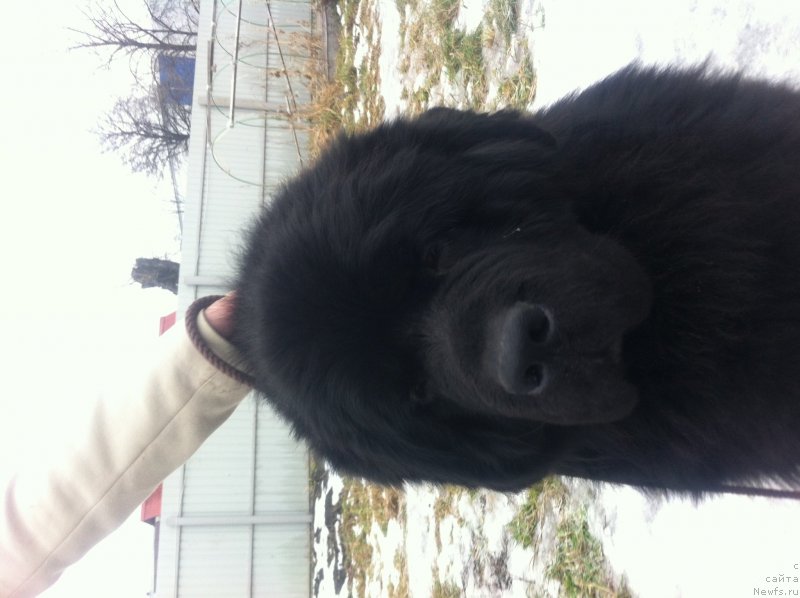 Фото: ньюфаундленд Сент Джонс Юкатан