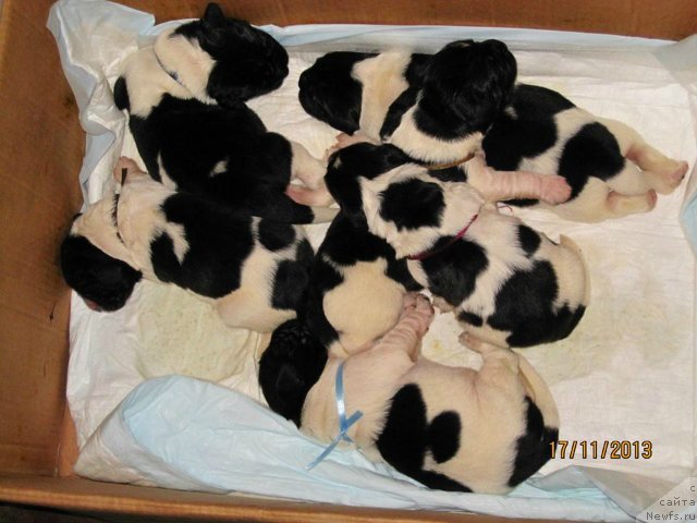 Фото: Дети от, [d11132] и, ньюфаундленд Плюшевая Панда Стиль-Санкт-Петербурга