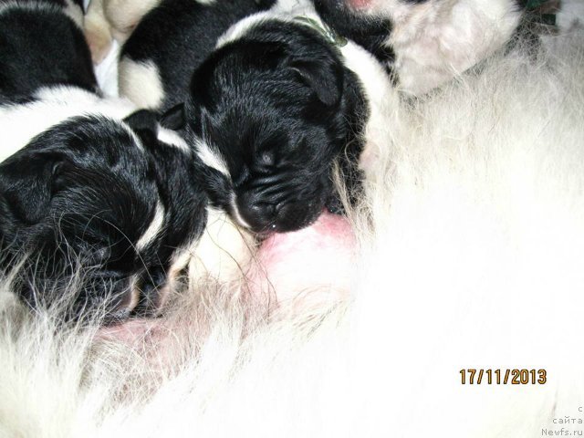 Фото: Дети от, [d11132] и, ньюфаундленд Плюшевая Панда Стиль-Санкт-Петербурга