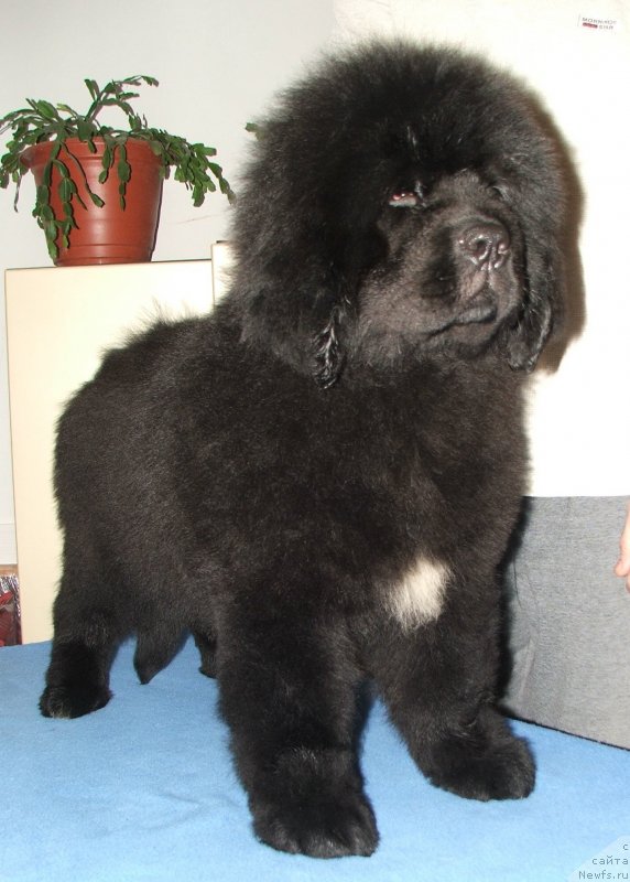 Фото: ньюфаундленд Плюшевая Панда Эмпорио Элегансе (Plushevaya Panda Emporio Еlegans)