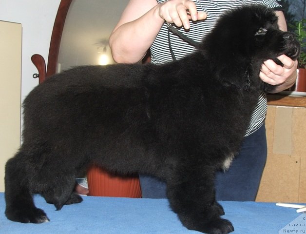 Фото: ньюфаундленд Плюшевая Панда Эмпорио Элегансе (Plushevaya Panda Emporio Еlegans)