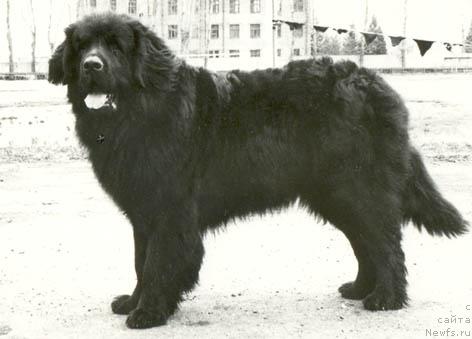 Фото: ньюфаундленд Теодор Банесс Угр