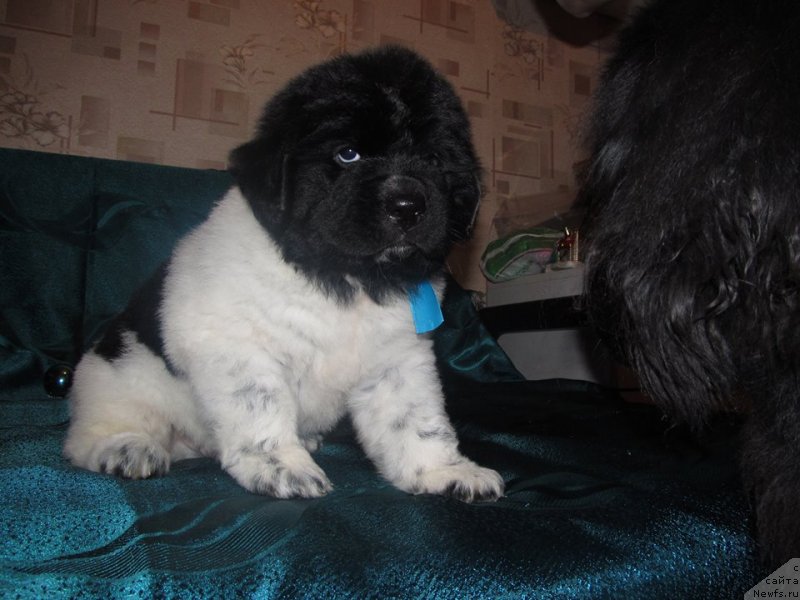 Фото: Щенок, ньюфаундленд Bernardette Sonata Luna Super Mishka, ньюфаундленд Плюшевая Панда Стиль-Санкт-Петербурга