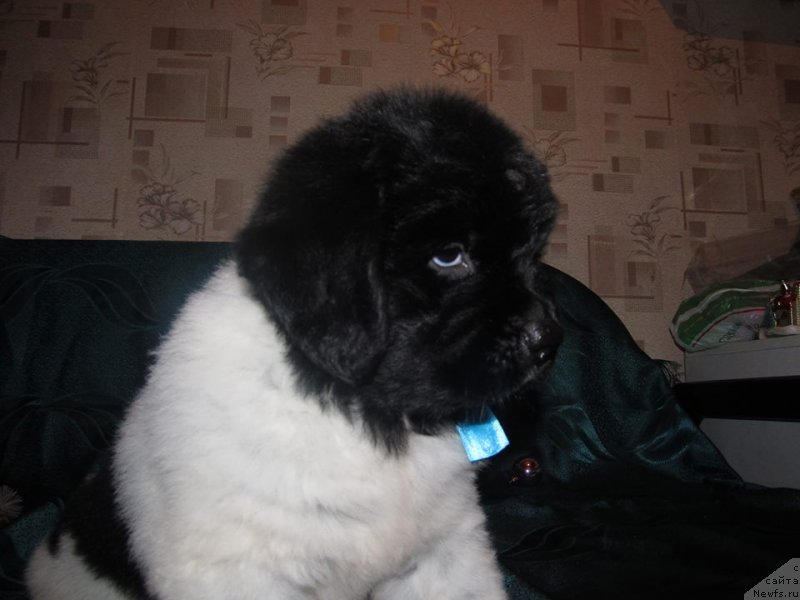 Фото: Щенок, ньюфаундленд Bernardette Sonata Luna Super Mishka, ньюфаундленд Плюшевая Панда Стиль-Санкт-Петербурга