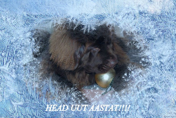 Фото: ньюфаундленд Newettas Vanessa