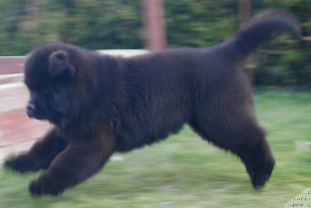 Фото: ньюфаундленд Guy of Hope Moon Bear