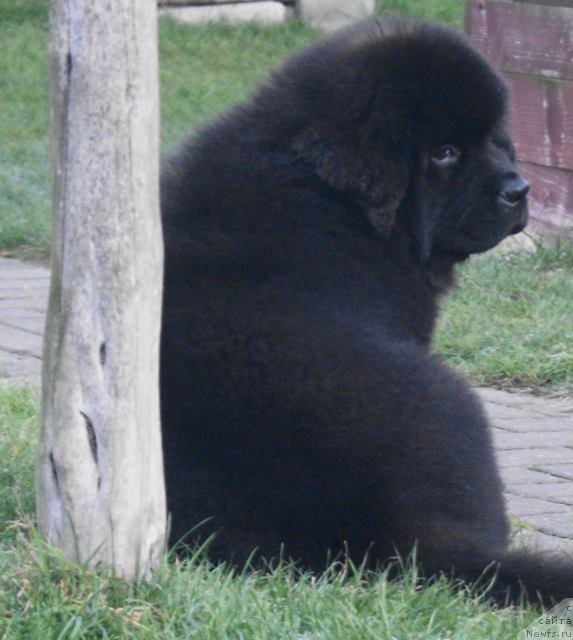 Фото: ньюфаундленд Guy of Hope Moon Bear