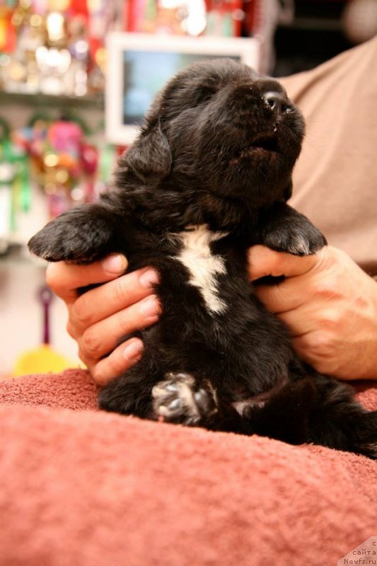 Фото: ньюфаундленд Gipnoz Moon Bear