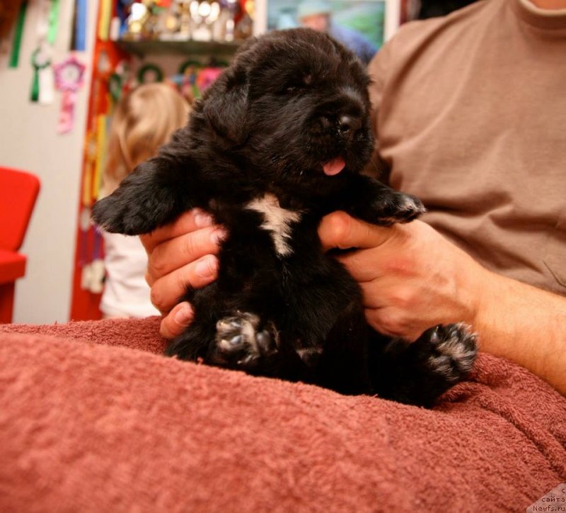 Фото: ньюфаундленд Gipnoz Moon Bear