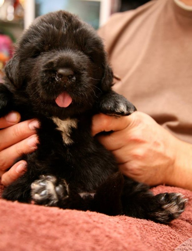 Фото: ньюфаундленд Gipnoz Moon Bear
