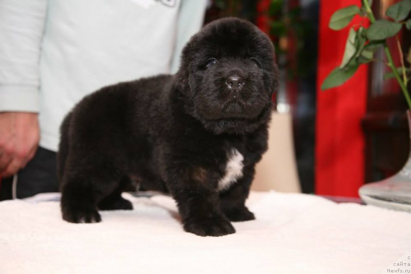 Фото: ньюфаундленд Gipnoz Moon Bear