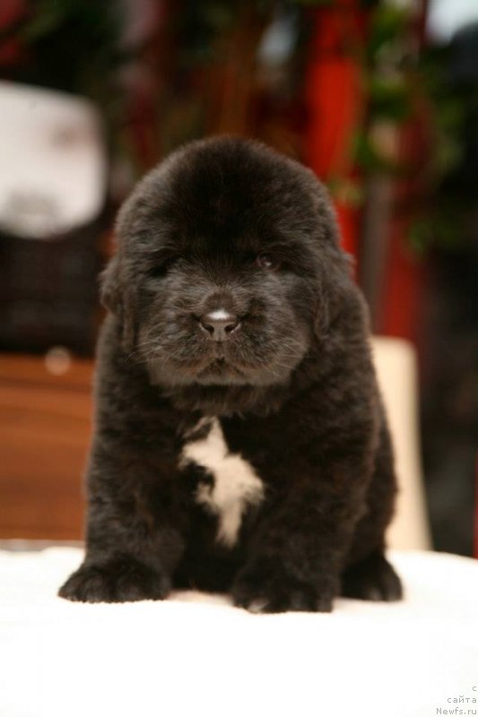 Фото: ньюфаундленд Gipnoz Moon Bear