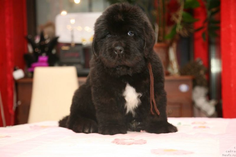 Фото: ньюфаундленд Gipnoz Moon Bear