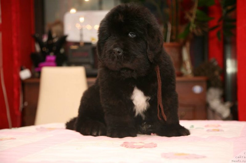 Фото: ньюфаундленд Gipnoz Moon Bear