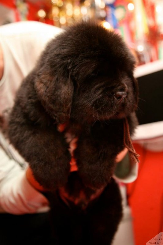 Фото: ньюфаундленд Gipnoz Moon Bear