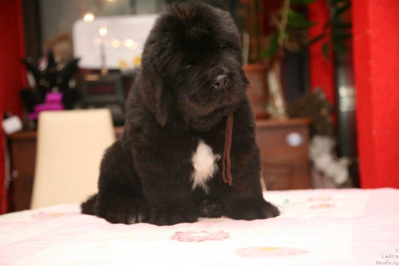 Фото: ньюфаундленд Gipnoz Moon Bear