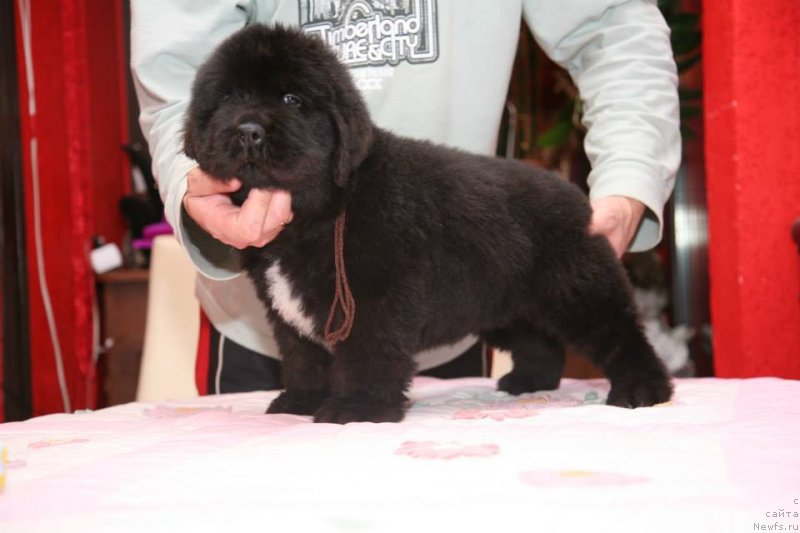 Фото: ньюфаундленд Gipnoz Moon Bear