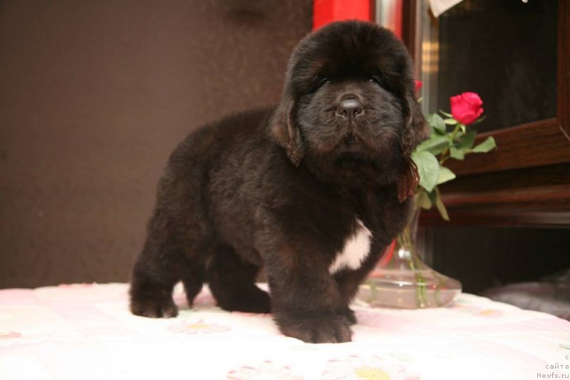 Фото: ньюфаундленд Gipnoz Moon Bear