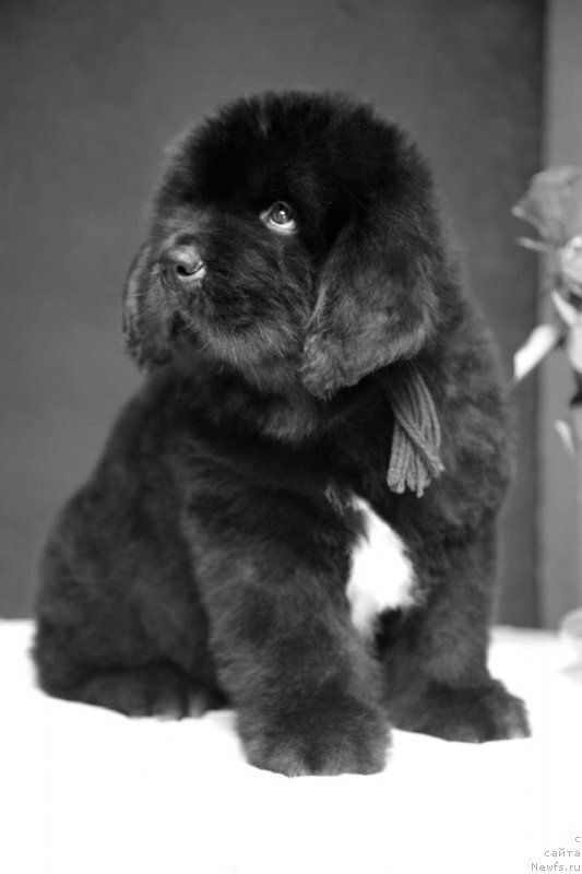 Фото: ньюфаундленд Gipnoz Moon Bear