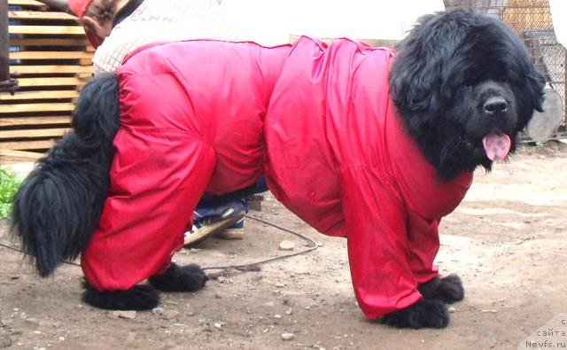 Фотография № 14259