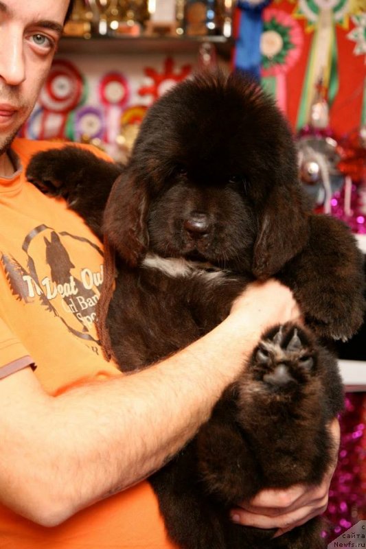 Фото: ньюфаундленд Gipnoz Moon Bear