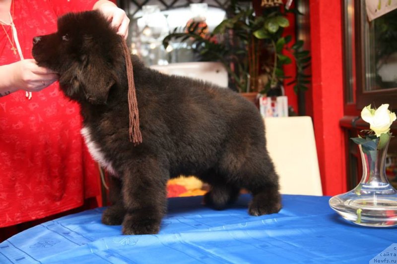 Фото: ньюфаундленд Gipnoz Moon Bear
