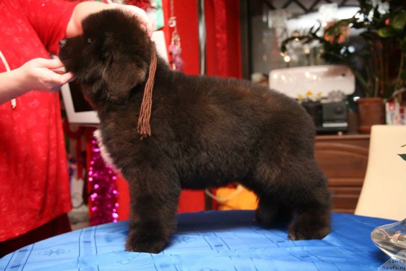 Фото: ньюфаундленд Gipnoz Moon Bear