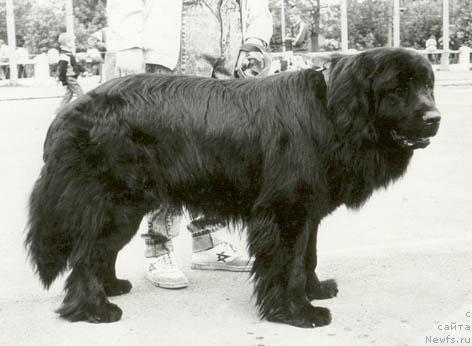 Фото: ньюфаундленд Персей Крис д'Оливье