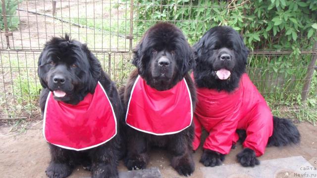 Фото: ньюфаундленд Юнспотид Хай Из Медвежьего Яра (Yunspotid Hay iz Medvejyego Yara), ньюфаундленд Адмирейшен Фор Ол из Медвежьего Яра (Admiration For All iz Medvejyego Yara), ньюфаундленд Царский Роман из Медвежьего Яра (Tsarskiy Roman iz Medvejyego Yara)