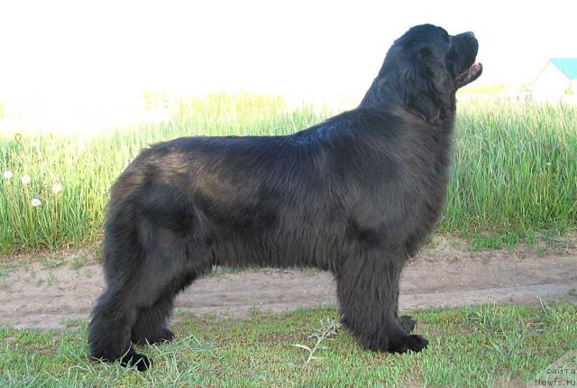 Фото: ньюфаундленд Виконтесса из Медвежьего Яра (Vikontessa iz Medvejyego Yara)