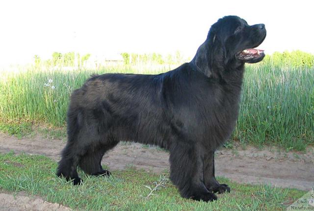 Фото: ньюфаундленд Виконтесса из Медвежьего Яра (Vikontessa iz Medvejyego Yara)