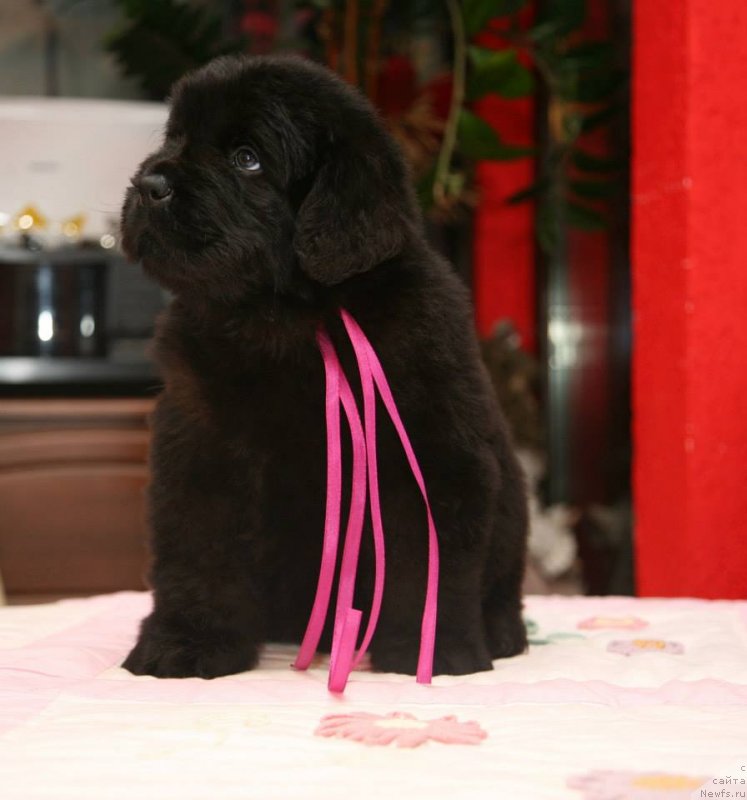 Фото: ньюфаундленд Gorgeous Moon Bear