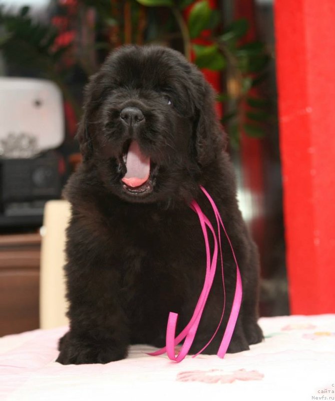 Фото: ньюфаундленд Gorgeous Moon Bear