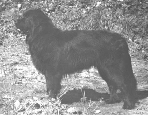 Фото: ньюфаундленд Панда Бей