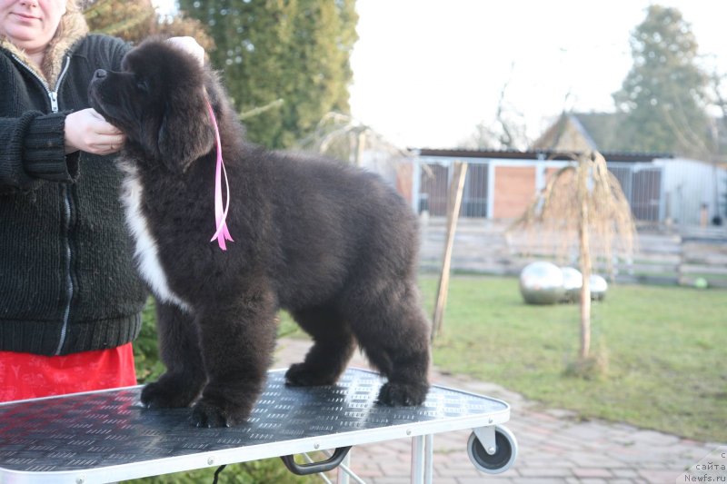 Фото: ньюфаундленд Glamoor Moon Bear