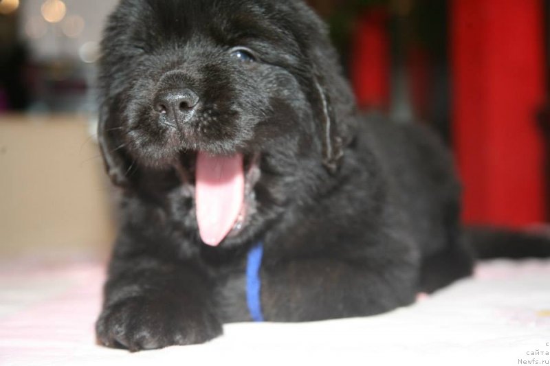 Фото: ньюфаундленд Gladiator Moon Bear