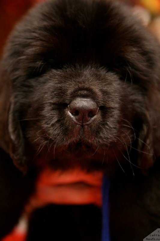 Фото: ньюфаундленд Gladiator Moon Bear