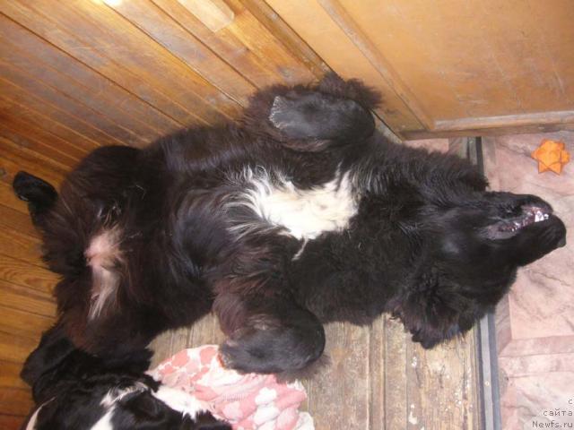 Фотография № 14274