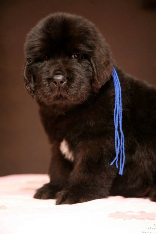 Фото: ньюфаундленд Gladiator Moon Bear