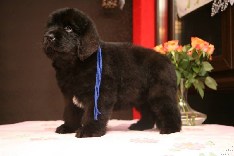 Фото: ньюфаундленд Gladiator Moon Bear