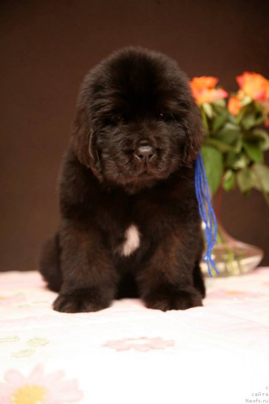Фото: ньюфаундленд Gladiator Moon Bear