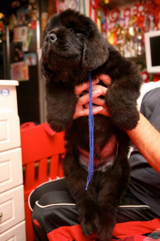 Фото: ньюфаундленд Gladiator Moon Bear